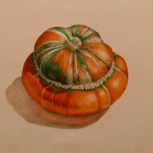 Turban Squash Recorded Video